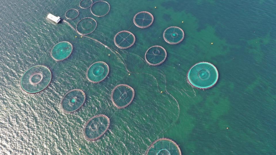 Her er dronefoto taget over Musholm havbrug. Det er kun halvdelen der er i drift, men der er gjort klar til anlæg af en udvidelse af havbruget. Foto: Jan Henningsen