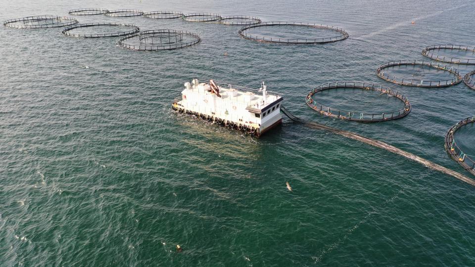 Her er dronefoto taget over Musholm havbrug. Det er kun halvdelen der er i drift, men der er gjort klar til anlæg af en udvidelse af havbruget. Foto: Jan Henningsen