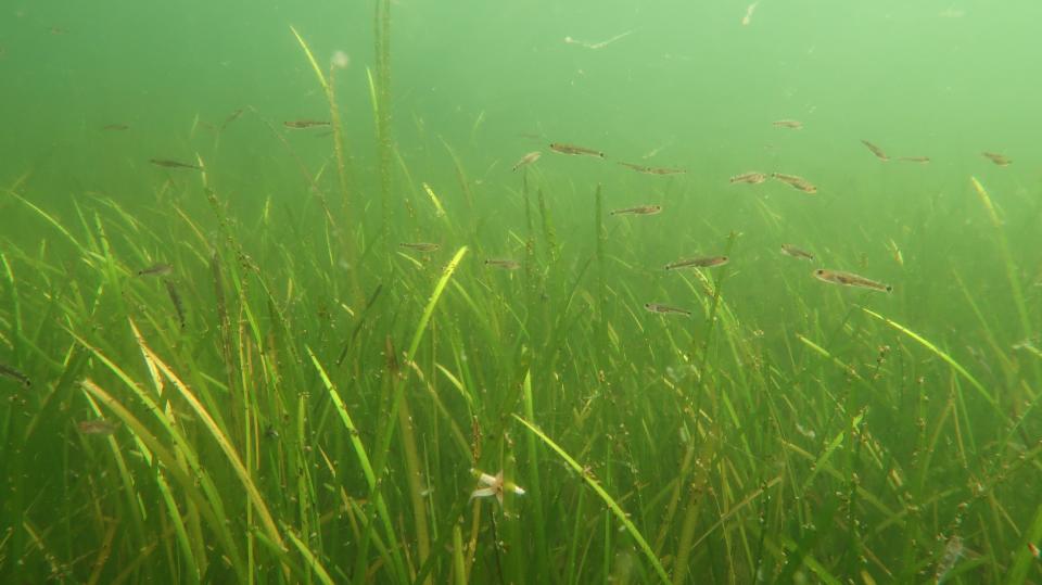 Foto fra Kongsøre 2017 fra dengang havbunden stadig var smuk. Foto: Jan Henningsen