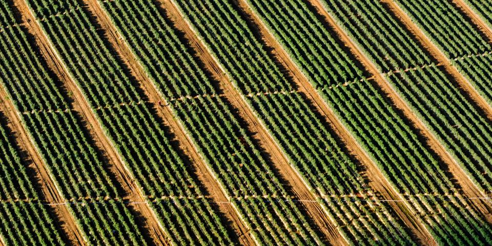 monoculture crops