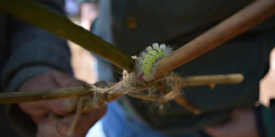 Biodiversitet i gymnasierne