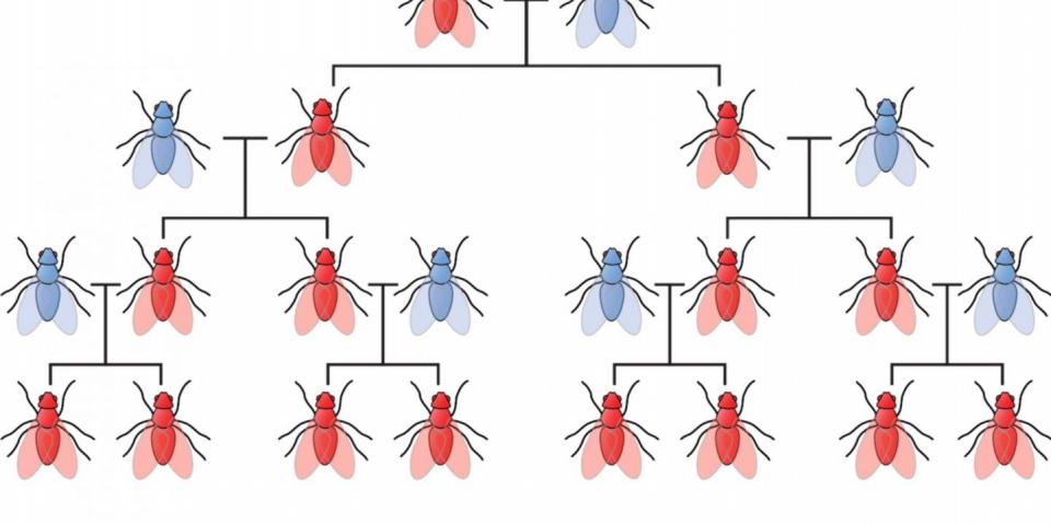 gene drives